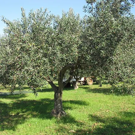 Alojamento de Acomodação e Pequeno-almoço La Zagara San Vito Lo Capo